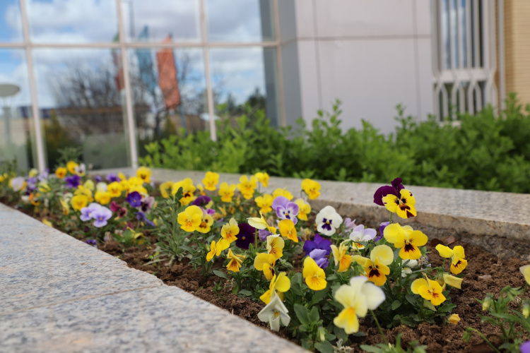 استقبال از بهار و زیباسازی فضای سبز دانشگاه با کاشت گل و گیاهان فصلی و زینتی
